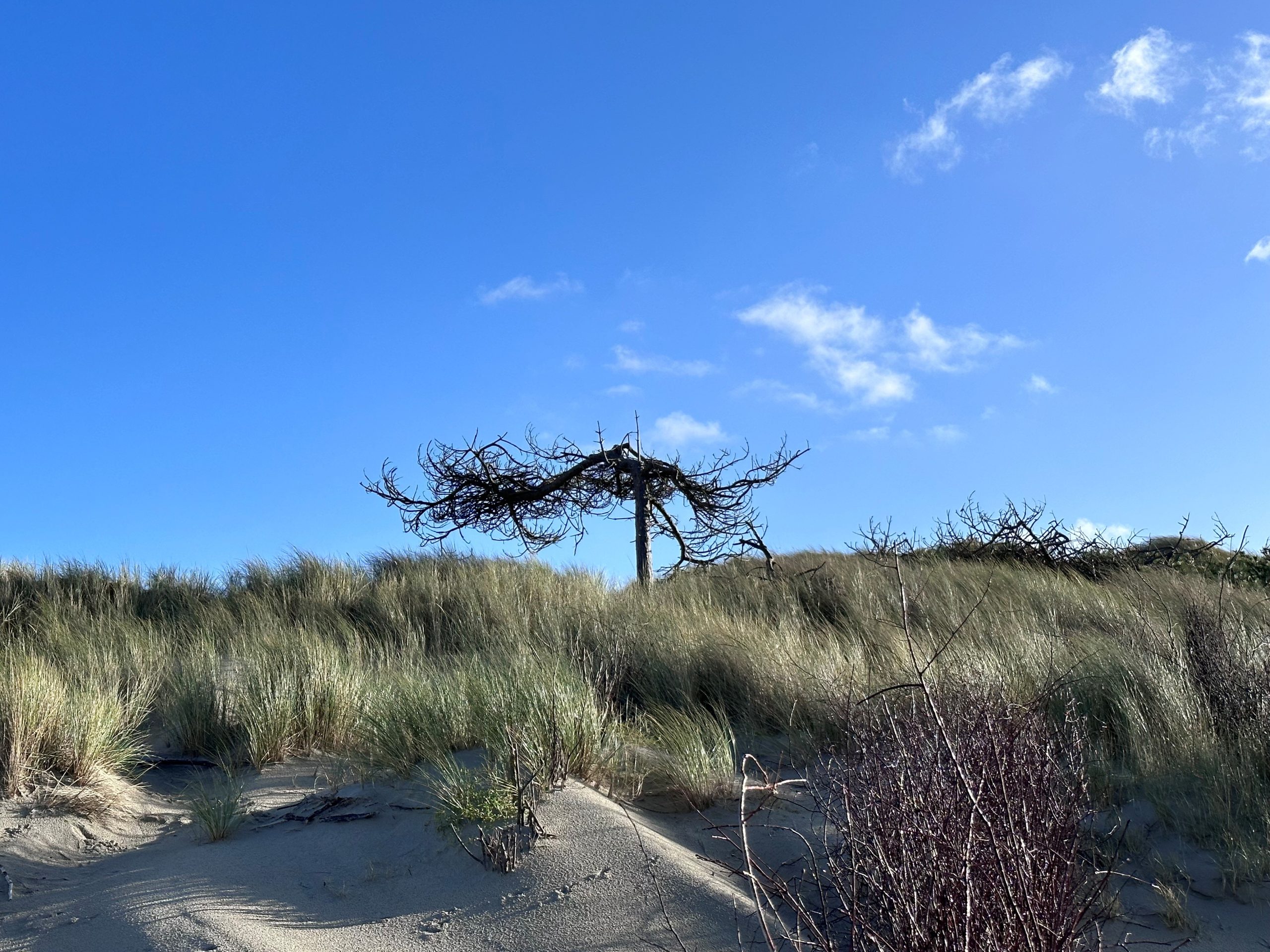 Dünenlandschaft am Strand von Juist unter blauem Himmel